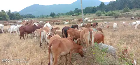 16. ମେରାଙ୍ଗ୍ ଏସେନ୍‌ କଡିଙ୍ଗ୍ ତିନ୍‌ବନ୍‌