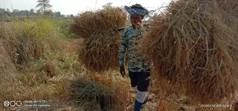  ୱେହା ଡେକନ୍‌